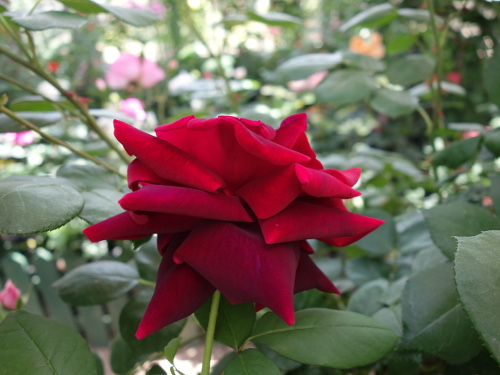 クリムゾン・グローリー