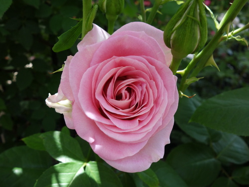 フォーリング・ラブ