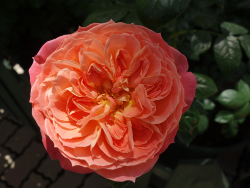 クィーン・オブ・ハーツ