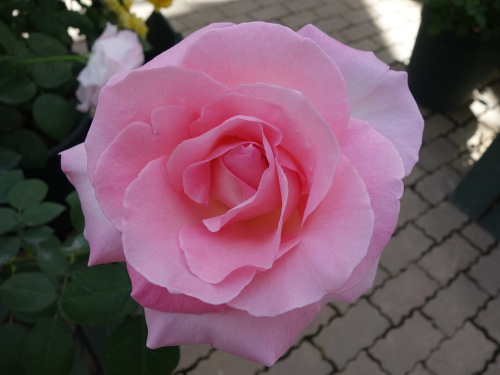 ヨハン・シュトラウス