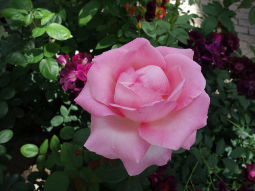 グラン・シュクル