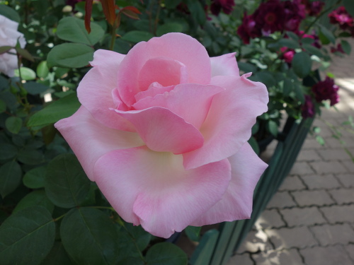 グラン・シュクル