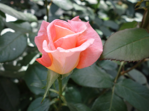 ケニギン・ベアトリックス