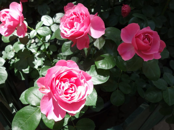 はな阿蘇美のバラ ピース