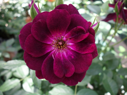 バーカンディ・アイスバーグ