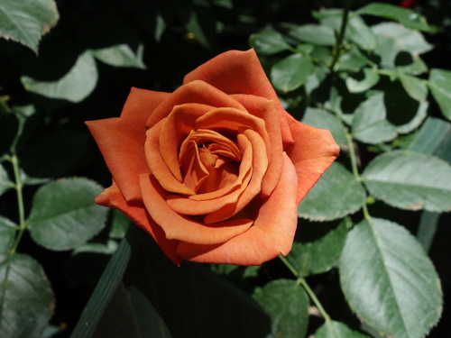 パンプキン・パッチ