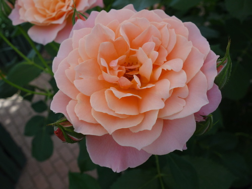 ボルデュール・アブリコ