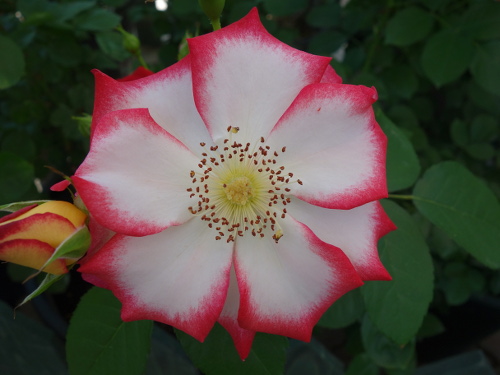 ベティ・ブープ