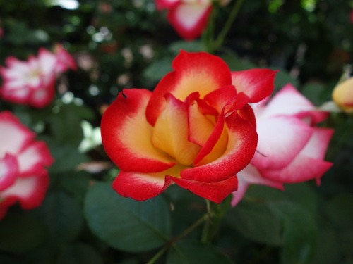 ベティ・ブープ