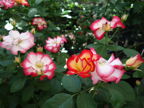 ベティ・ブープ