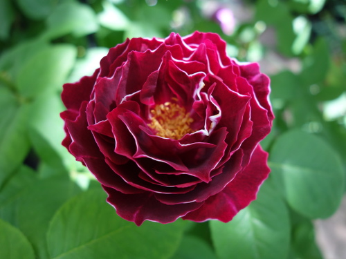 バロン・ジロー・ド・ラン