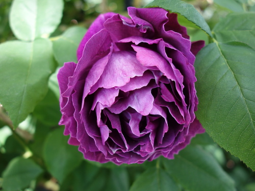 バロン・ジロー・ド・ラン