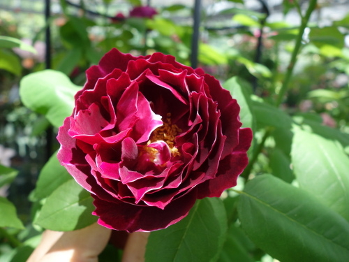 バロン・ジロー・ド・ラン