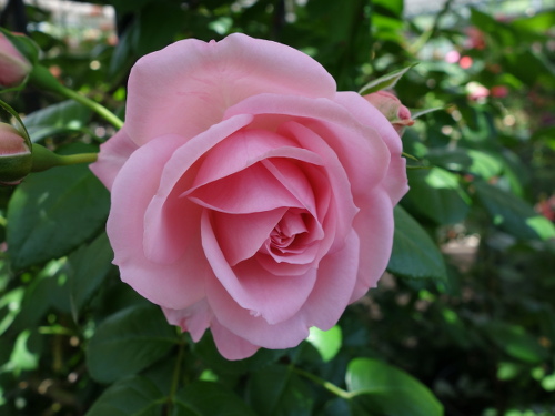 コンテス・ドゥ・セギュール