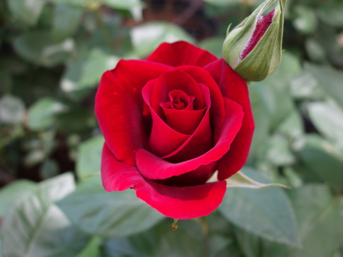 レッド・ブロカット