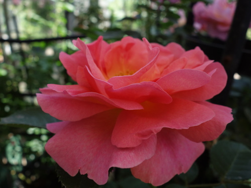 Roses in Hana Aso Bi