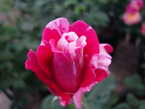 Roses in Hana Aso Bi