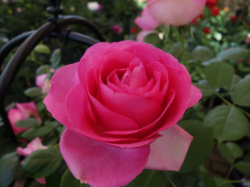 Roses in Hana Aso Bi