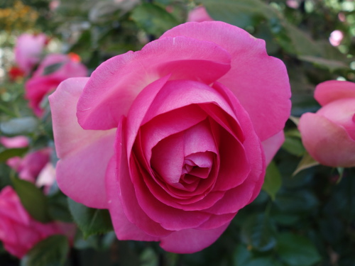 Roses in Hana Aso Bi