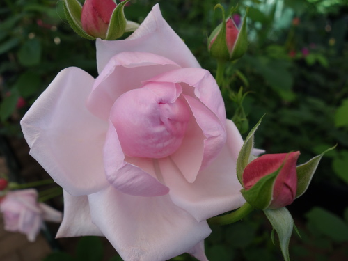 Roses in Hana Aso Bi