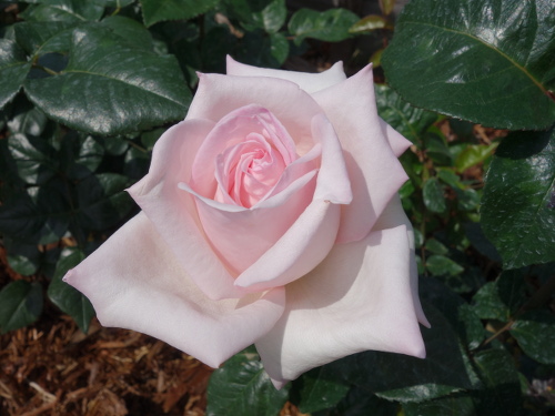 ロイヤルハイネス