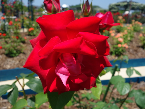 パパ・メイアン