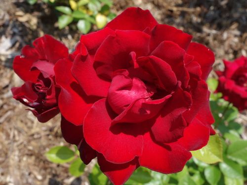 イングリッド・バーグマン