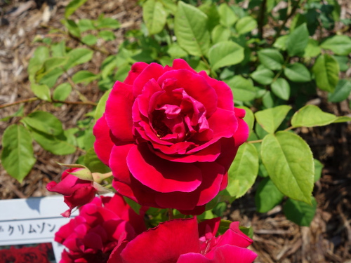 クリムゾン・グローリー