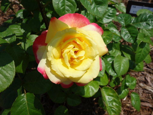 イエロー・クィーン・エリザベス