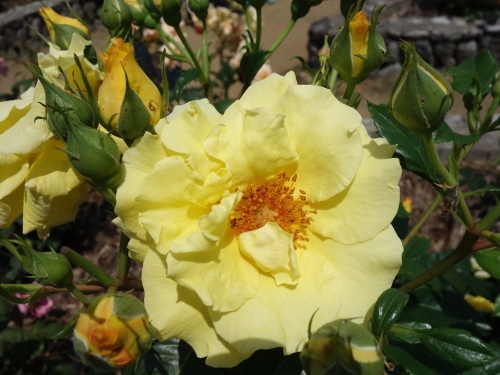 エバー・ゴールド