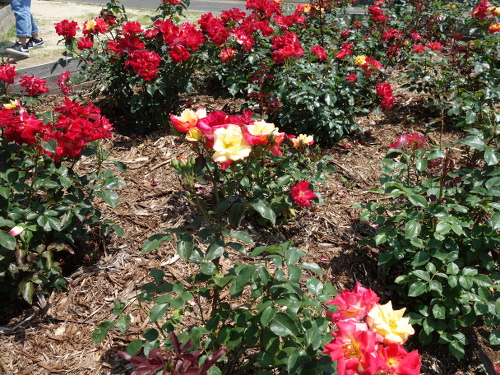 チャールストン