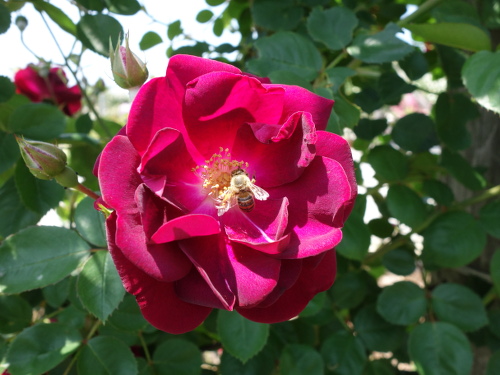 ドクター・ヒューイ