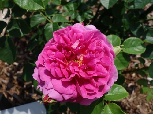 プリンセス・アン