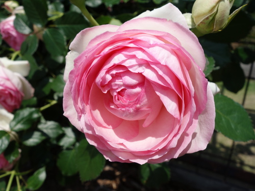 ピエール・ドゥ・ロンサール