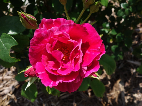 ギー・サヴォア