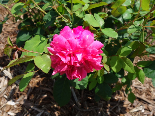 トーマス・エイ・ベケット