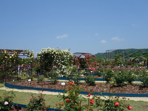 エコパーク水俣のバラ