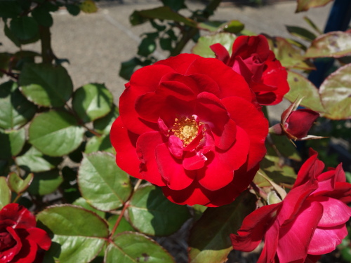 ユーロピアーナ