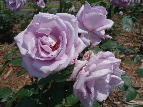 ブルー・ムーン