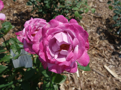 ブルー・リバー