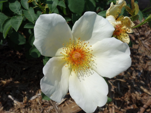 ゴールデン・ウィングス