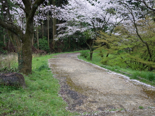 大切畑溜め池の桜ソメイヨシノの花