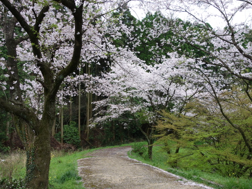 大切畑溜め池の桜ソメイヨシノの花