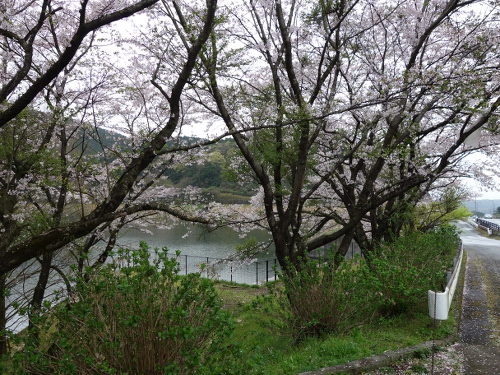 大切畑溜め池の桜ソメイヨシノの花
