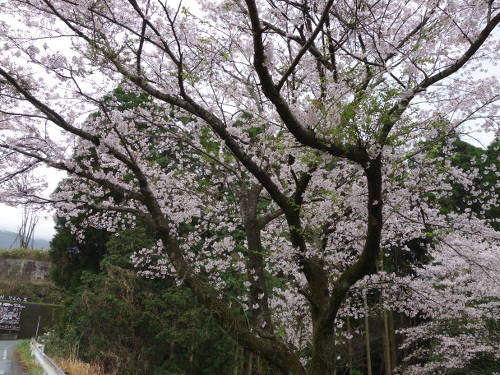 大切畑溜め池の桜ソメイヨシノの花