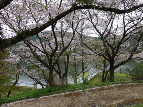 大切畑溜め池の桜ソメイヨシノの花
