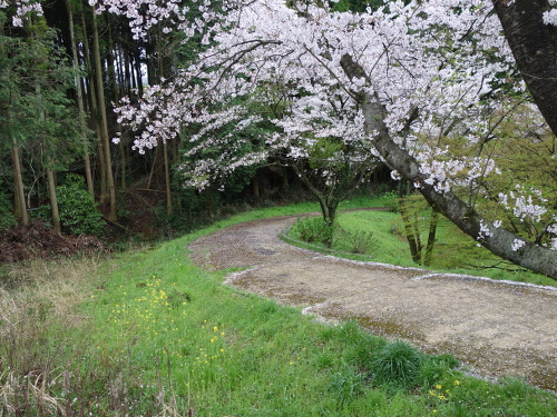 大切畑溜め池の桜ソメイヨシノの花