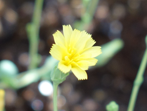 サラダ菜第三世代