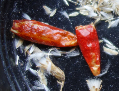 プリッキーヌとサラダ菜の種