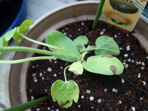 小玉スイカ秋味